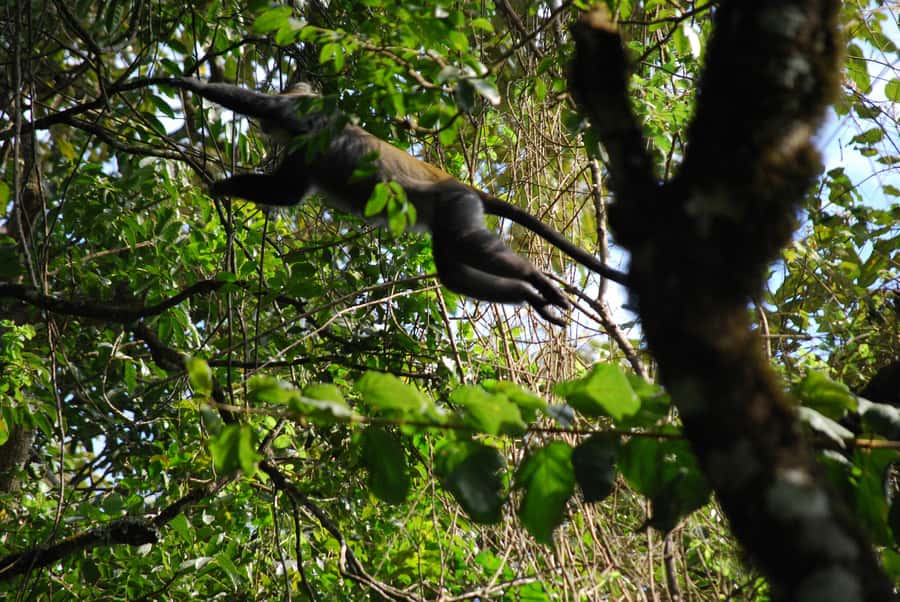 Arusha: Arusha National Park Day Trip w/ Game Drives & Lunch - From Tulia Boutique Hotel to the park: a smooth start