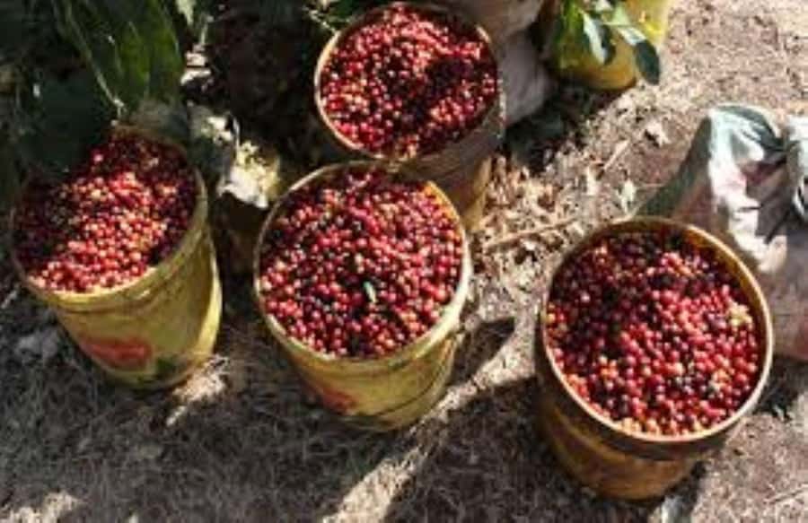 Arusha: Coffee Plantation Tour with Tasting and Hands-On … - Key things to know before you go