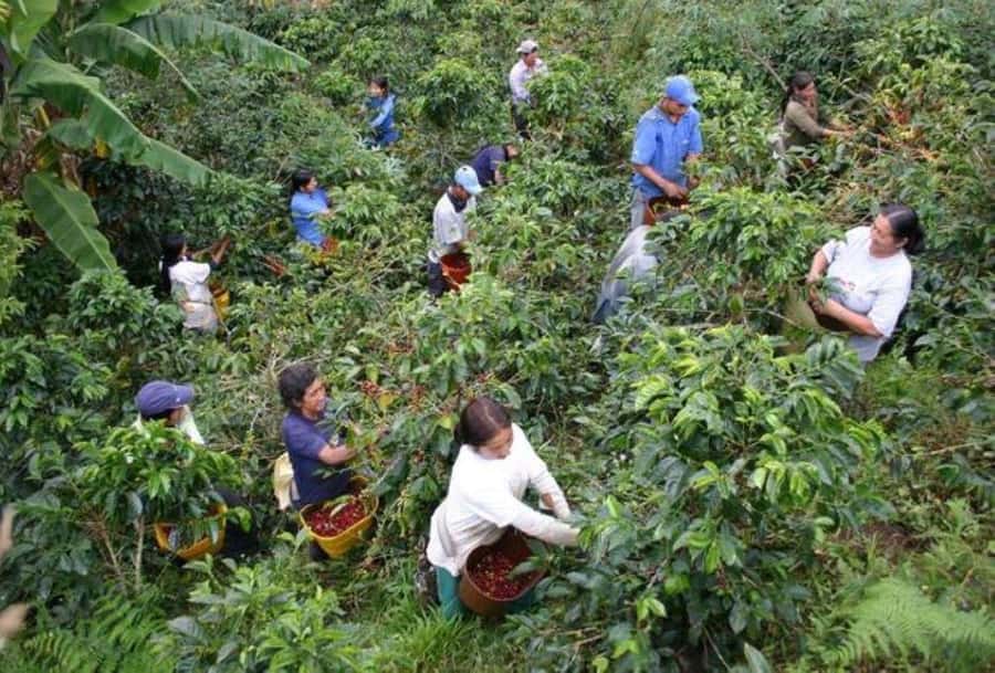 Arusha: Coffee Plantation Tour with Tasting and Hands-On … - From the Clock Tower to Real Coffee Fields