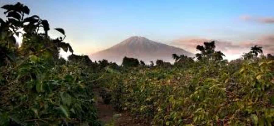 Arusha: Coffee Plantation Tour with Tasting and Hands-On … - Optional Scenic Hike to Hills and Waterfalls