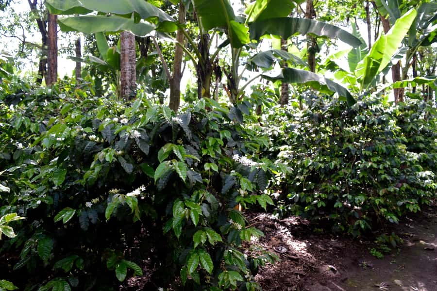 Arusha: Coffee Tour - Hand Harvesting and Sun-Dried Beans: Why the Basics Matter