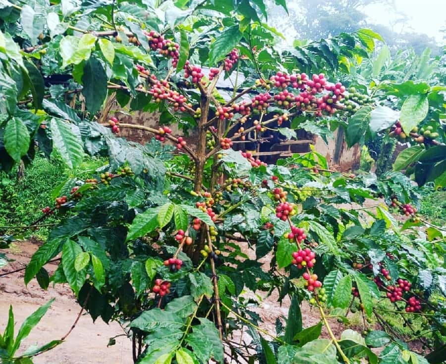 Arusha: Materuni Waterfalls, Coffee, and Hotsprings Tour - Should You Book This Arusha Area Day Tour?