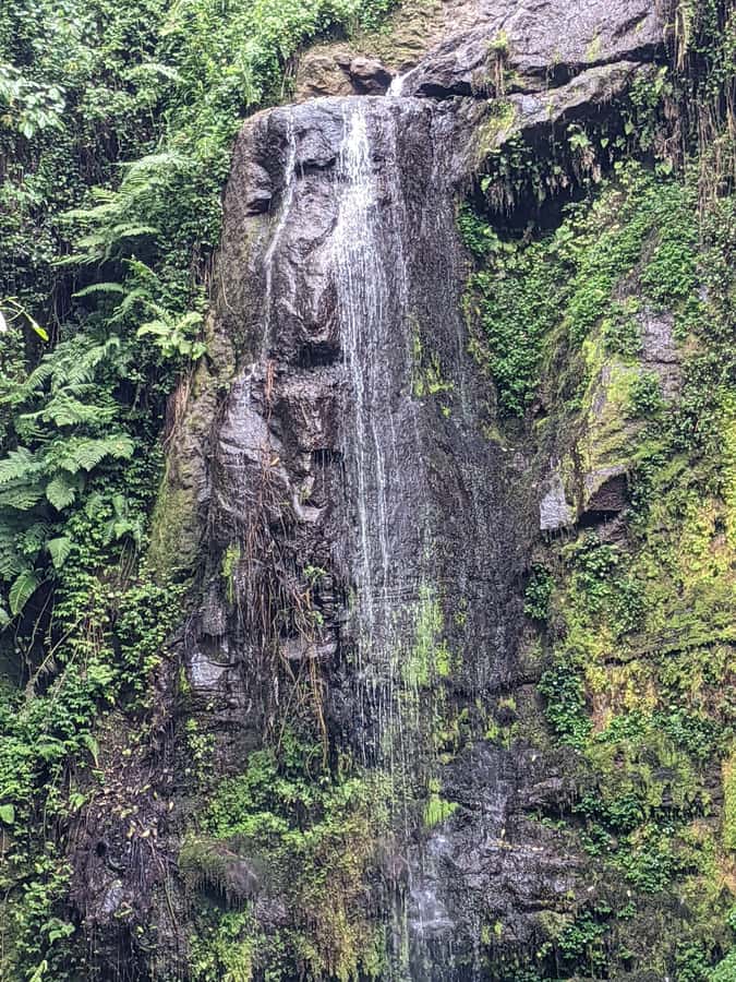 Arusha: Napuru Waterfalls Guided Hike - Entering the green: Mount Meru Forest Reserve time