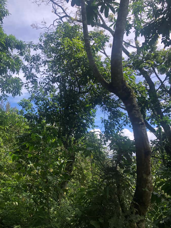 Arusha: Napuru Waterfalls Guided Hike - Barefoot river walking and getting to Napuru Waterfalls