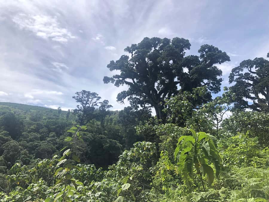 Arusha: Napuru Waterfalls Guided Hike - Snacks, timing, and the 4-hour reality check