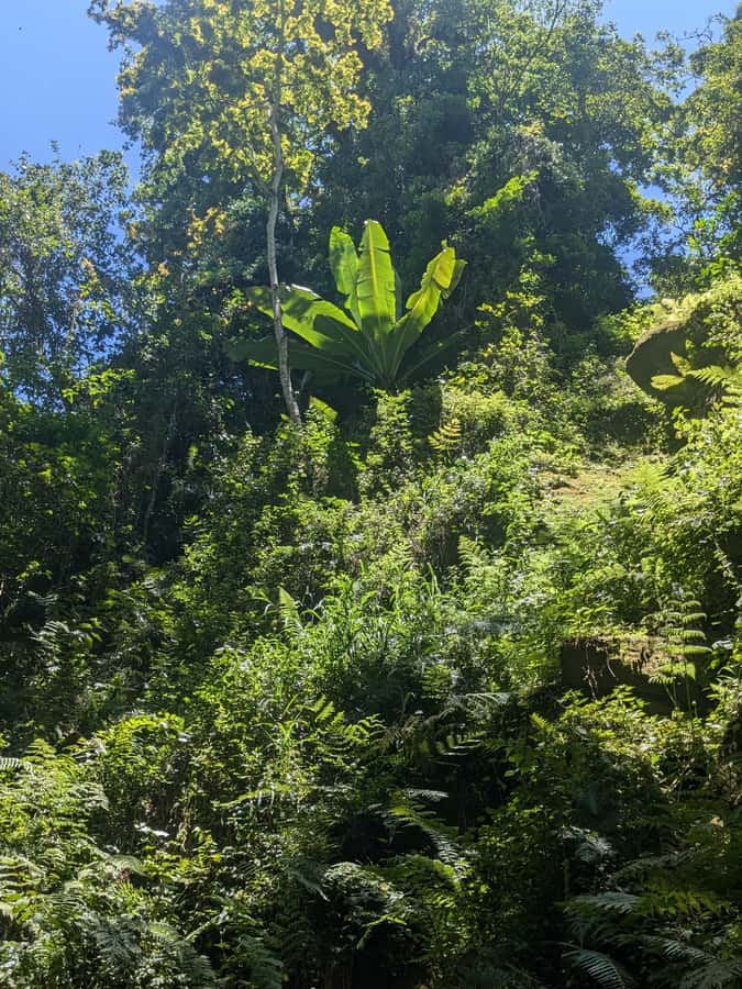 Arusha: Napuru Waterfalls Guided Hike - Price and logistics: value of $50 plus the entrance fee