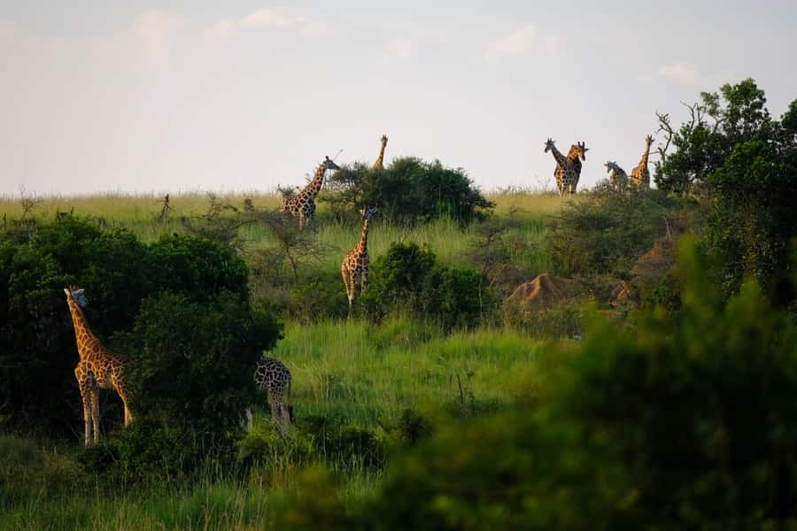 Arusha National Park Day Tour with All-Inclusive - Key Points You’ll Care About