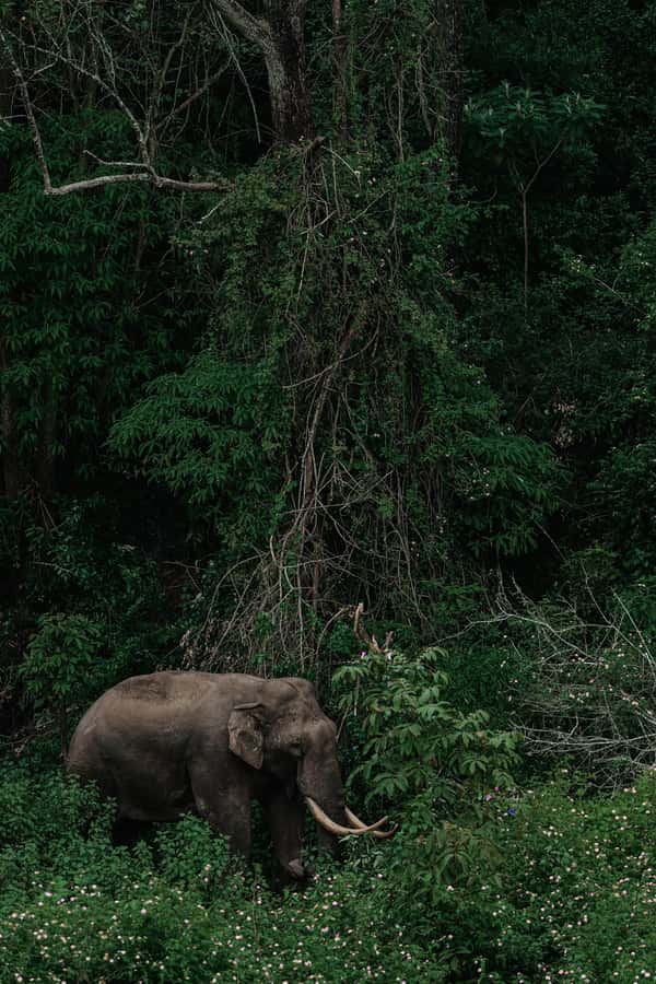 Arusha National Park Day Tour with All-Inclusive - Arusha National Park’s Personality: Quiet Safari Beats the Big Names