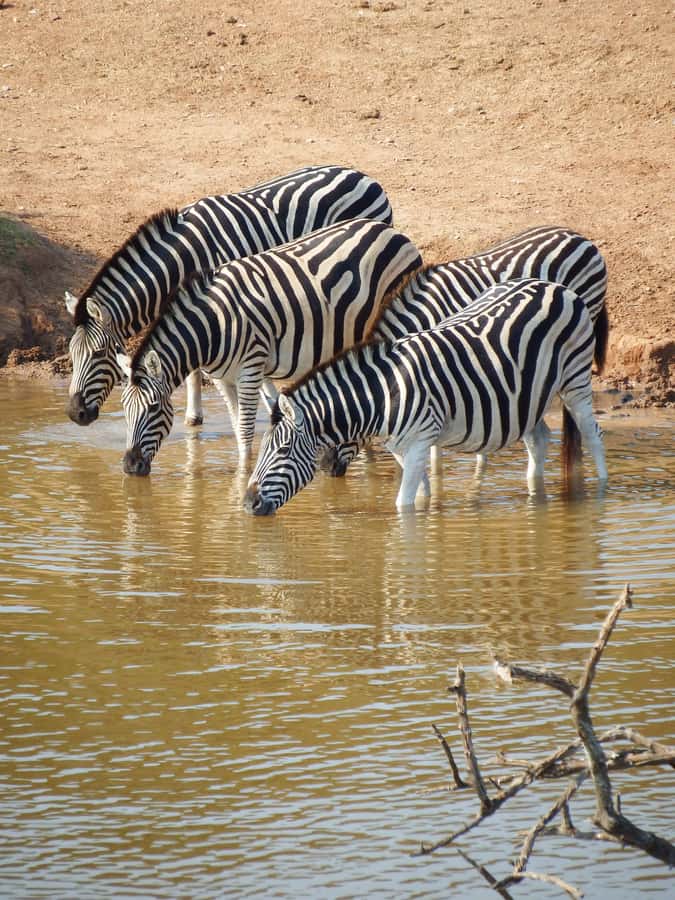 Arusha National Park Day Tour with All-Inclusive - Ngurudoto Crater, the Little Ngorongoro Feel, and What to Watch For