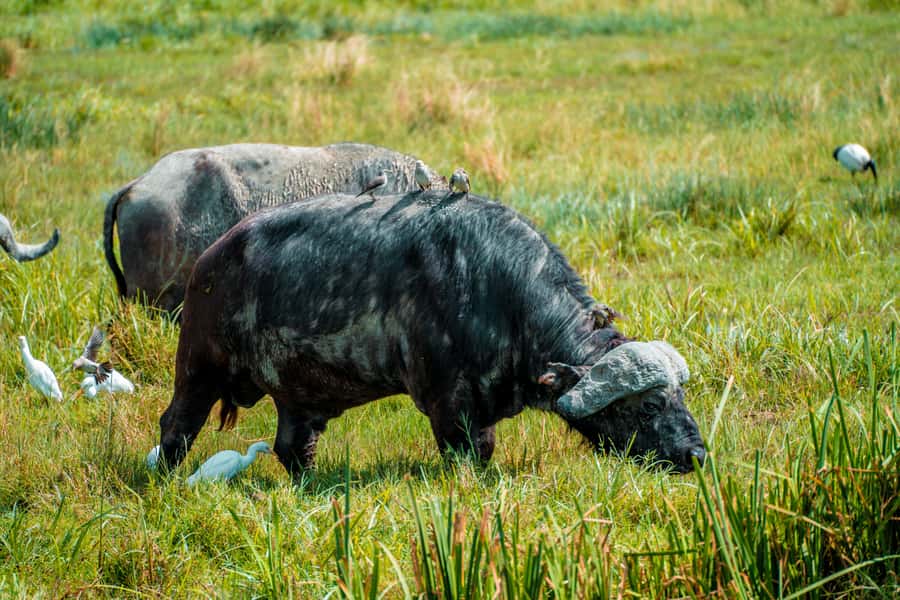 Arusha National Park Day Tour with All-Inclusive - Picnic Lunch: Simple Food, Good Timing, and All-Inclusive Limits