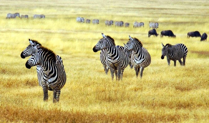 Arusha National Park Day Trip - Key things to know before you go