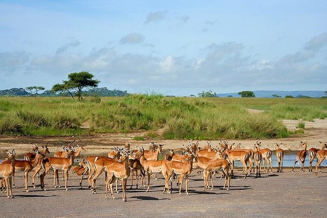 Arusha National Park Day Trip - What the included lunch and water really do for you