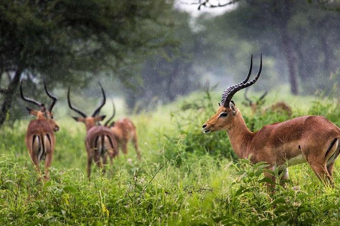 Arusha National Park Day Trip - Wildlife expectations: what you can realistically look for
