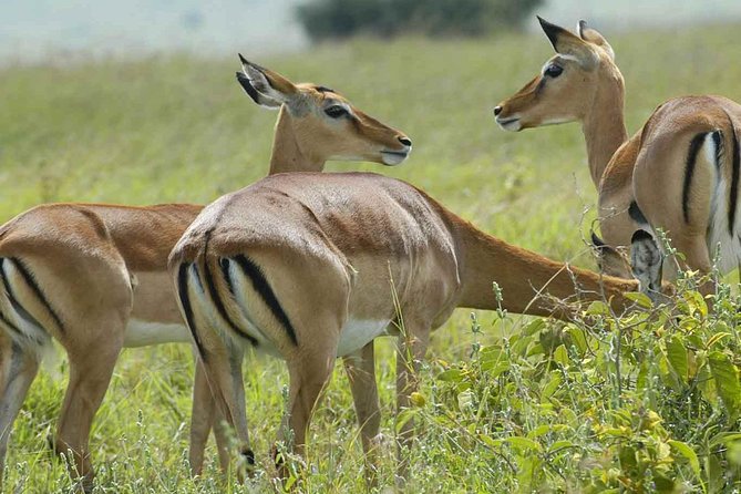 Arusha National Park Day Trip - Guides and service: where the praise shows up most