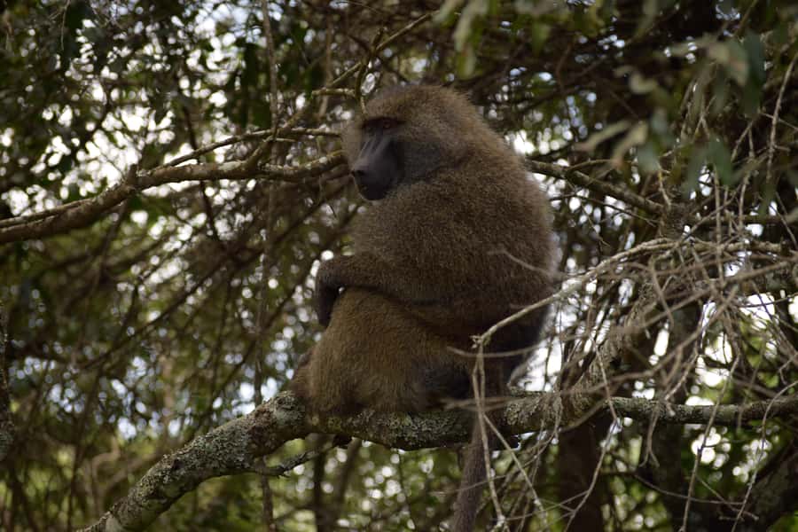 Arusha National Park Full-Day Safari - Arusha National Park, Mt Meru’s Wildlife Playground