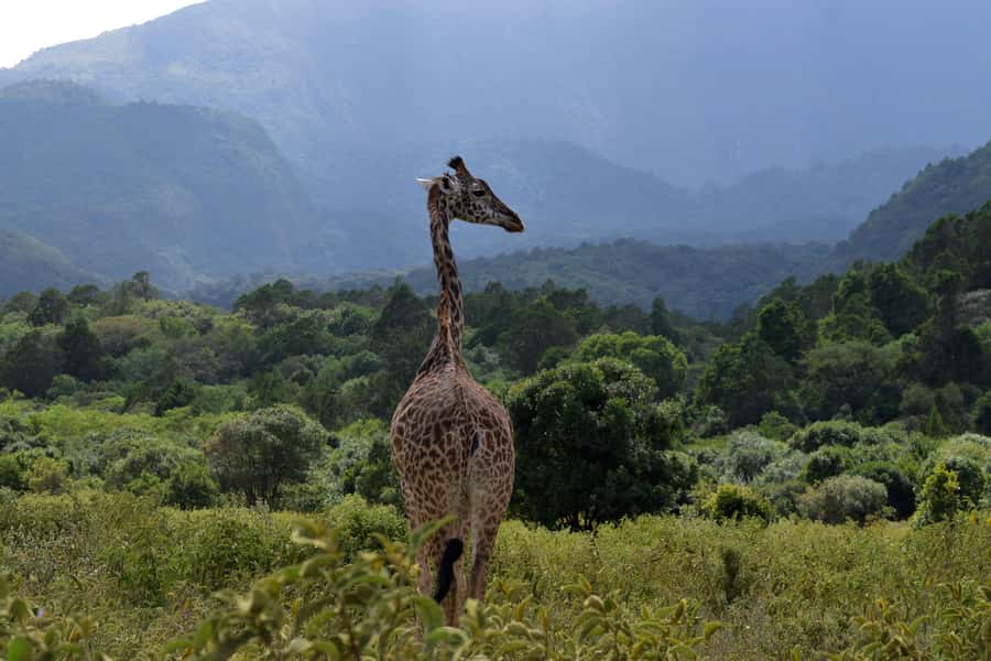 Arusha National Park Full-Day Safari - Wildlife You Can Expect, Plus the Leopard Reality Check