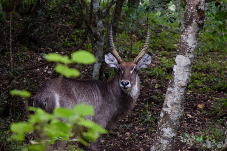 Arusha National Park Full-Day Safari - Guide Style Matters: What Makes the Day Feel Special