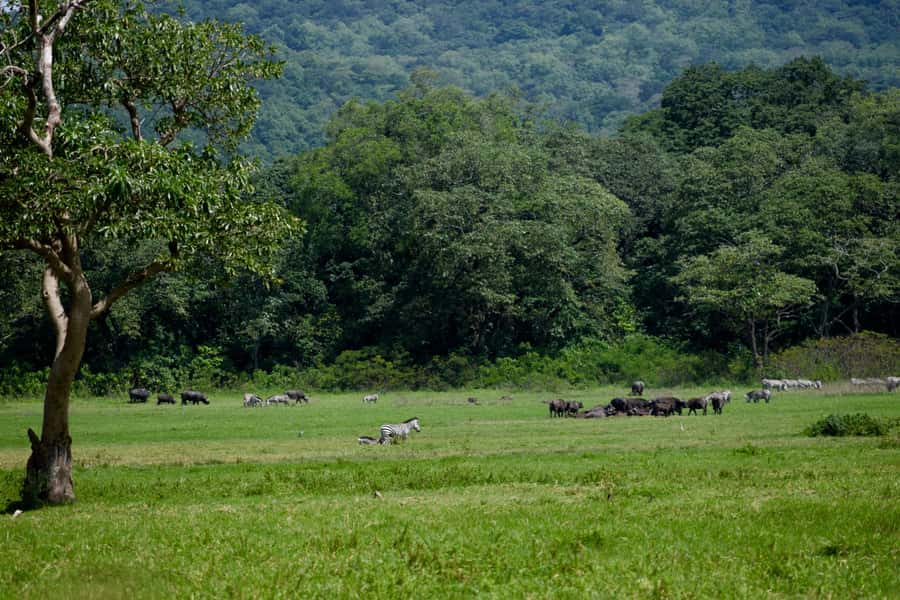 Arusha National Park Full-Day Safari - Price and Value: What You’re Paying For at $195
