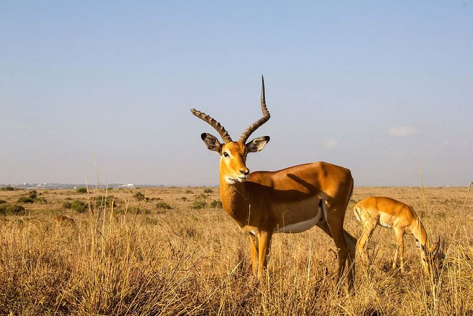 Arusha National Park Guided Day Tour from Arusha - Momella Lakes stop: seven alkaline lakes and flamingoes on your radar