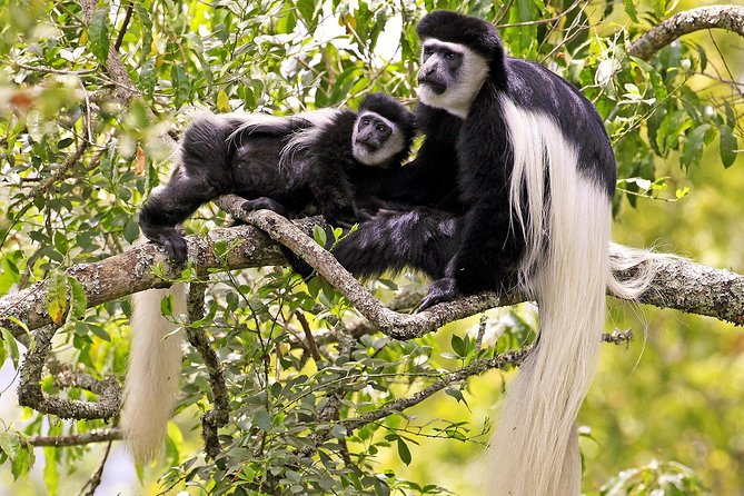 Arusha National Park Guided Day Tour from Arusha - What you really get for the price, and where extra costs appear