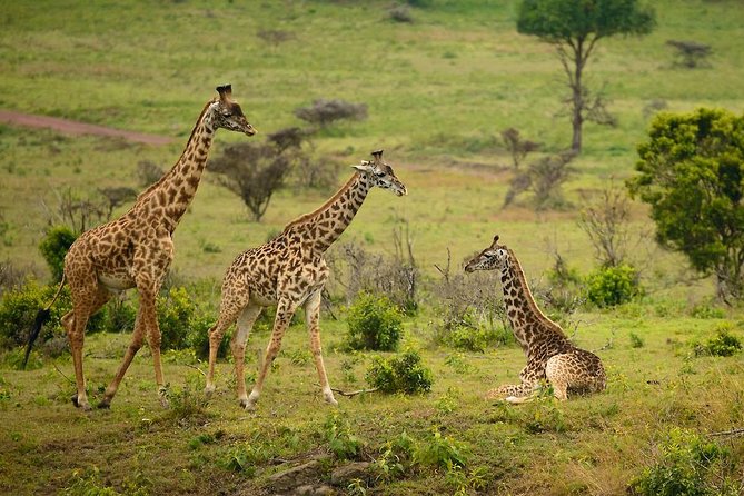 Arusha National Park Guided Day Tour from Arusha - The 8am Arusha pickup and coffee-country drive