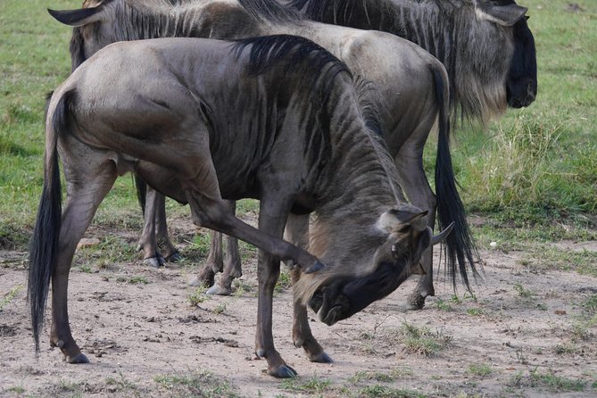 Arusha National Park Half Day Tour - Why Arusha National Park fits a short schedule better than you expect