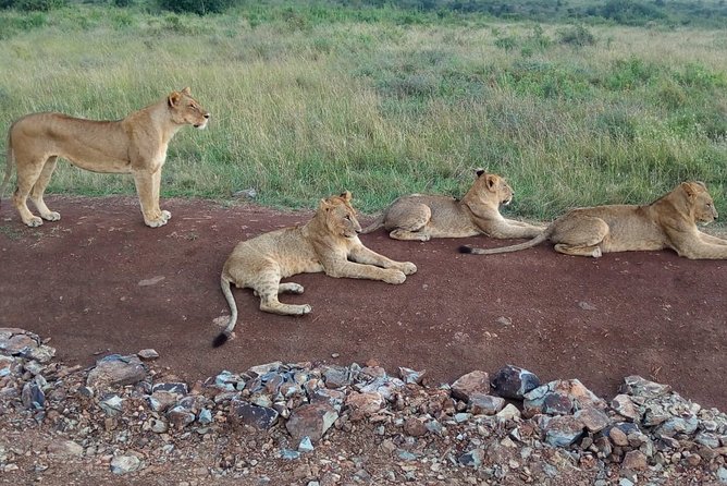 Arusha National Park Half Day Tour - Getting to the park: pickup timing, 4x4 rides, and how the schedule feels