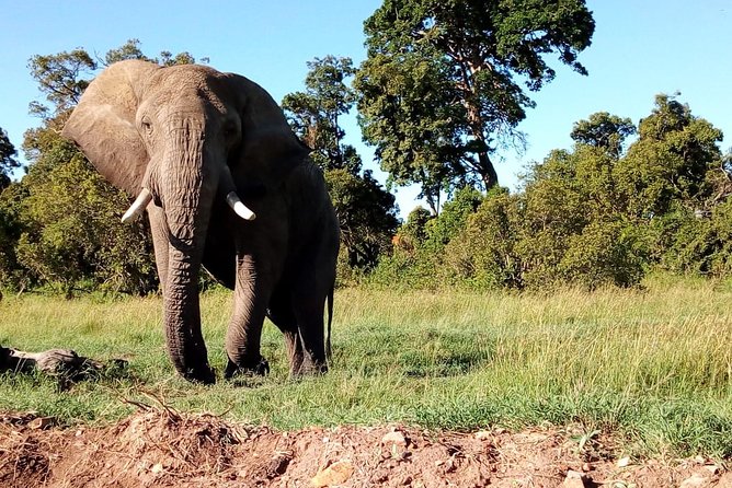 Arusha National Park Half Day Tour - Conservation talk that makes sightings feel more meaningful