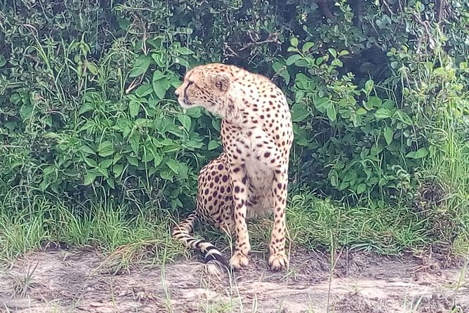 Arusha National Park Half Day Tour - What to bring and how to plan around what is not included