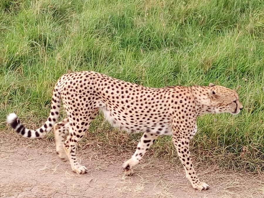 Arusha National Park: Private Jeep Tour - The $200 private price: what’s included, what costs extra, and how to judge value