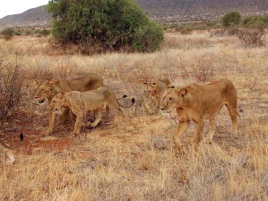 Arusha National Park: Private Jeep Tour - Who this tour fits best, and who should think twice