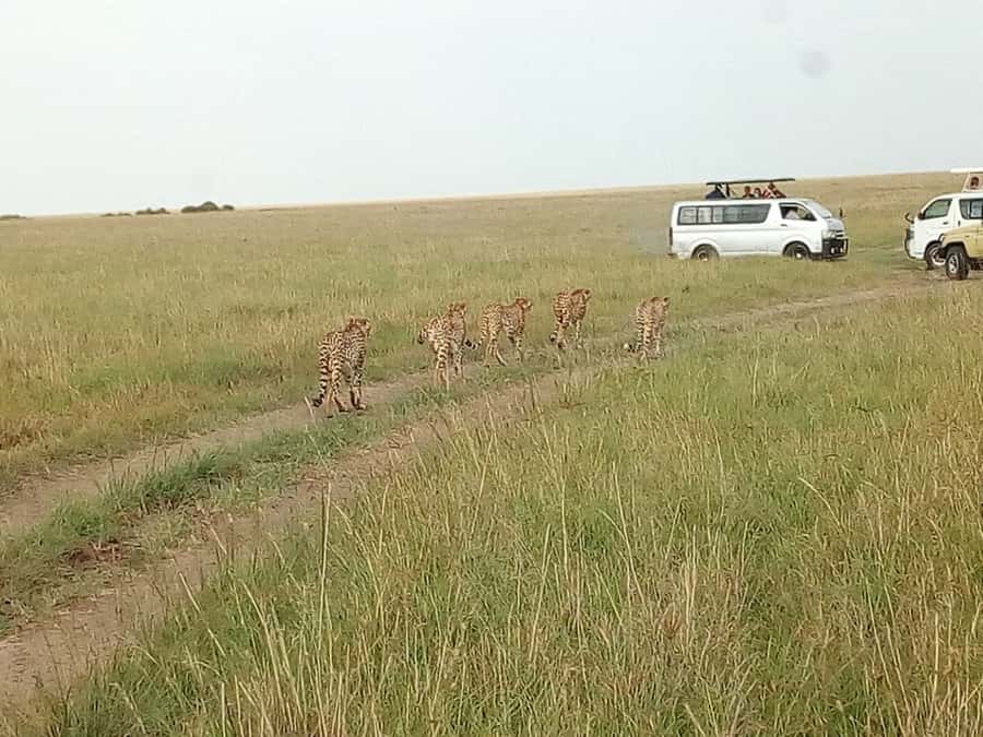 Arusha National Park: Private Jeep Tour - Tips to make your half-day safari go smoothly