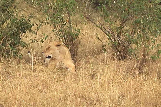 Arusha National Park Safari by Jeep - The Guide and Driver: Why It Can Make or Break Your Day