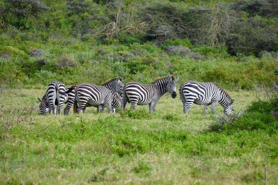 Arusha National Park: Walking Safari and Game Drive - Key Highlights to Know Before You Go