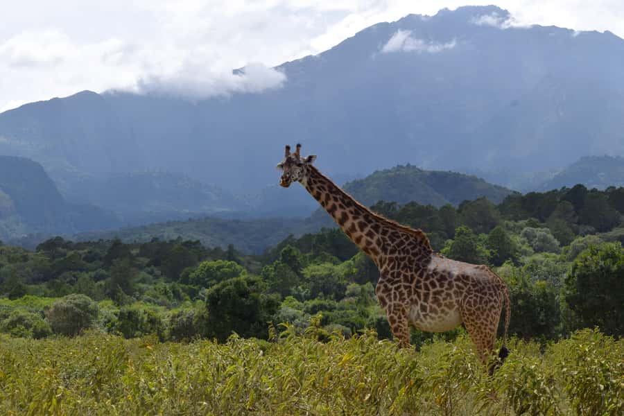 Arusha National Park: Walking Safari and Game Drive - Entering Arusha National Park: Walking Safari With a Ranger