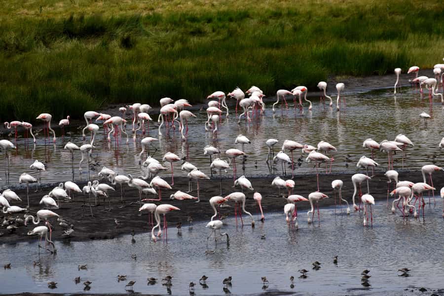 Arusha National Park: Walking Safari and Game Drive - Waterfalls Plus Fig Tree Arch: The Walking Goalposts