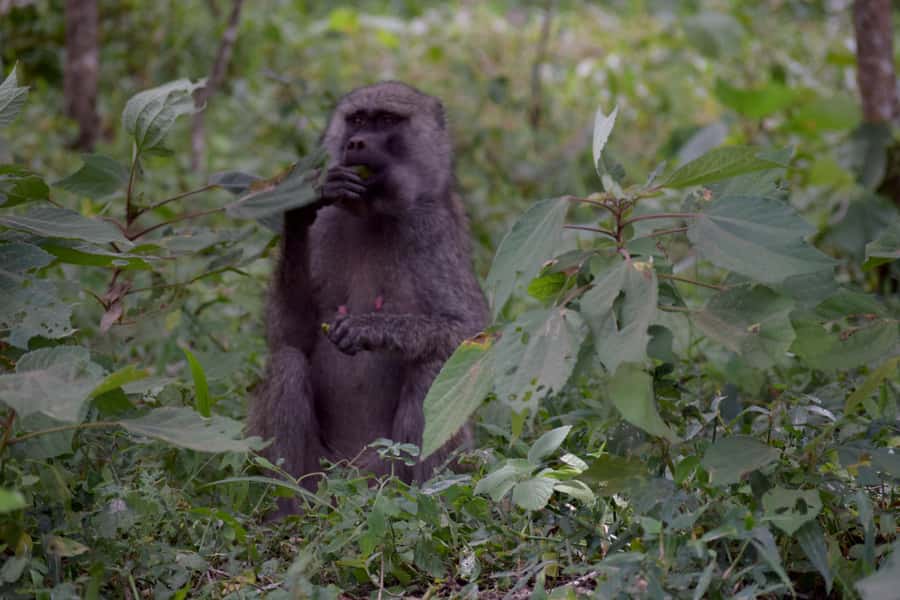 Arusha National Park: Walking Safari and Game Drive - Picnic Lunch in the Park: How It Fits the Day