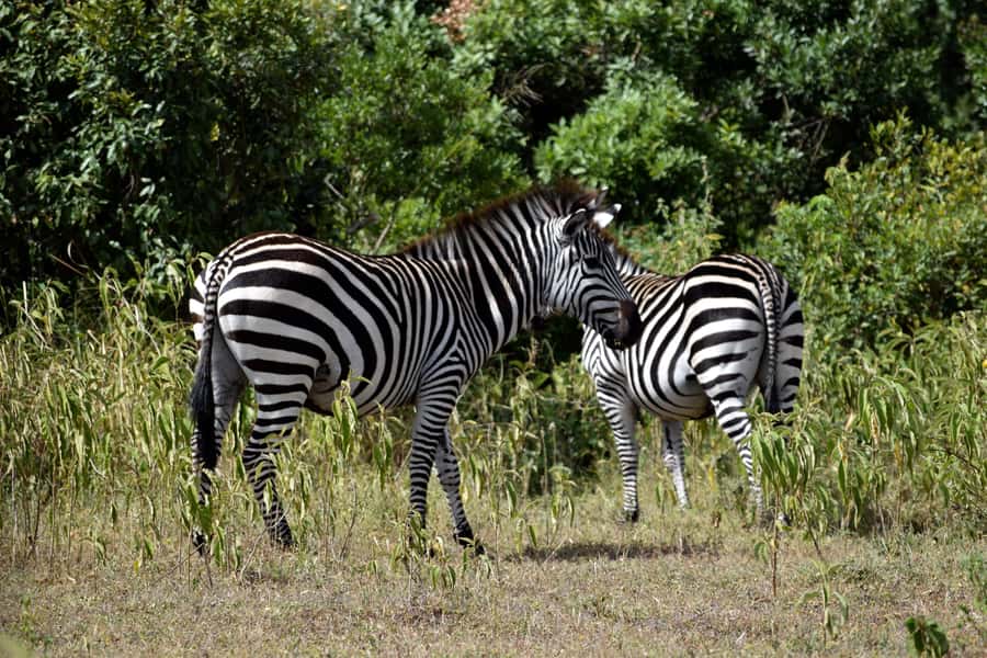 Arusha National Park: Walking Safari and Game Drive - Van vs 4x4: How Vehicle Choice Changes Your Experience