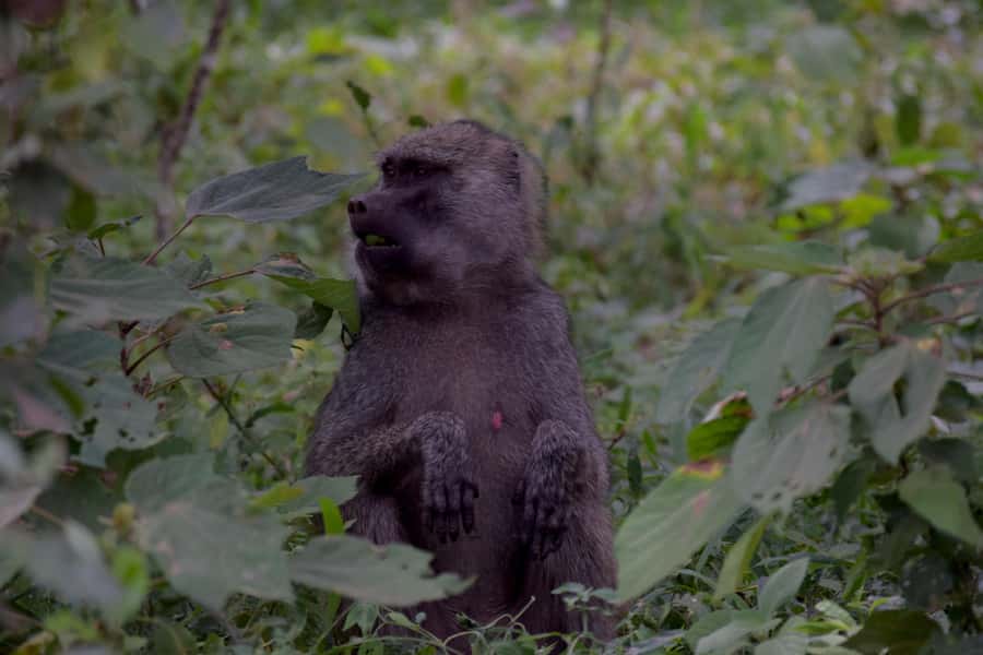 Arusha National Park: Walking Safari and Game Drive - Who This Tour Best Fits (and Who Should Skip It)