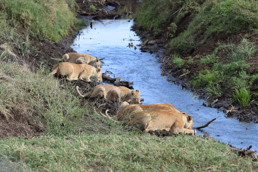 Arusha: Serengeti and Ngorongoro Multi-Day Camping Safari - Ngorongoro Crater Transfer: The Optional Olduvai Add-On