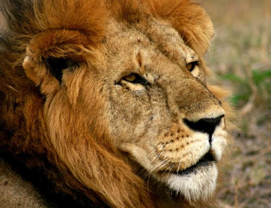 Arusha: Serengeti and Ngorongoro Multi-Day Camping Safari - Guide and Chef Quality: Why Names Like Ali and Christian Matter