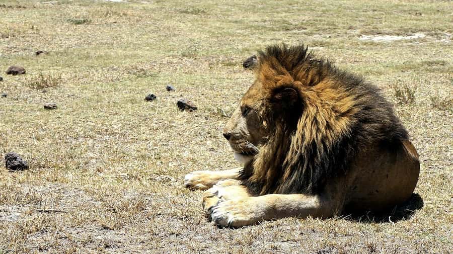 Arusha: Serengeti and Ngorongoro Multi-Day Camping Safari - Timing, Long Driving Days, and When Patience Pays Off