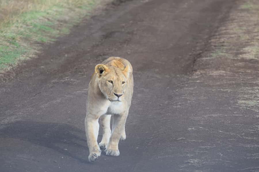 Arusha: Serengeti and Ngorongoro Multi-Day Camping Safari - The Camp Nights in Serengeti: Tent Comfort, Real Nature, and What to Plan For