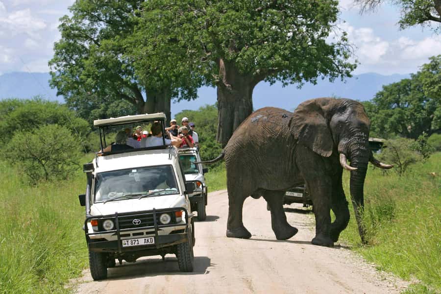 Arusha: Tarangire National Park Full-Day Wildlife Safari - Key points to know before you go
