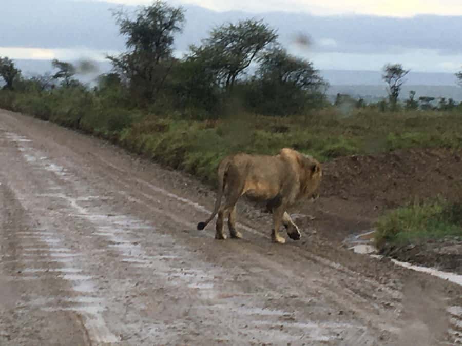 Arusha: Tarangire National Park Full-Day Wildlife Safari - Elephant density you actually get to watch, not just hear about