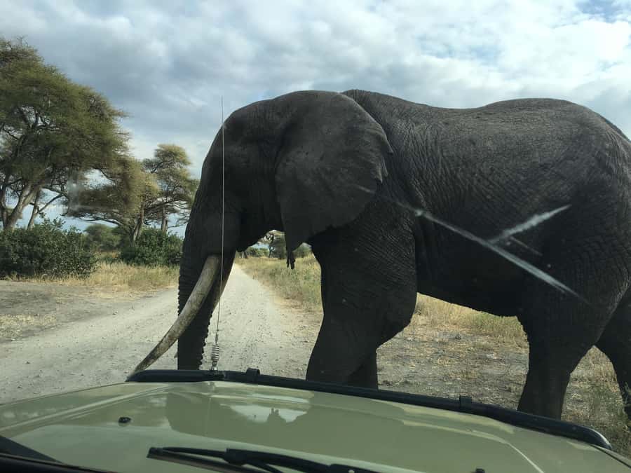 Arusha: Tarangire National Park Full-Day Wildlife Safari - Price and value, what you’re really paying for at $350