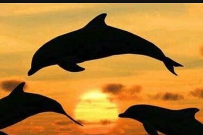 Baraka Aquarium and Dolphin Sightseeing with Sunset Cruise - Mnemba Dolphin Search From Matemwe: Why Going Early Helps