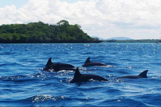 Baraka Aquarium and Dolphin Sightseeing with Sunset Cruise - Logistics That Matter: Pickup, Time, and Staying Comfortable