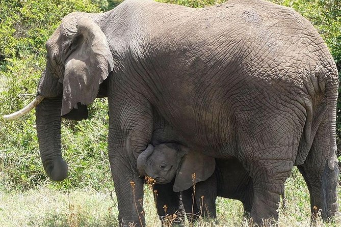 Best 3 days Tanzania shared Safari Tarangire Ngorororo Manyara - Ngorongoro Crater Morning Drive and Picnic Lunch Inside the Bowl