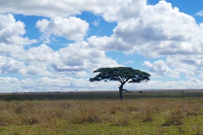 Best 3 days Tanzania shared Safari Tarangire Ngorororo Manyara - Open-Roof Land Cruiser, Tent and Mattress, and a Full Meal Plan